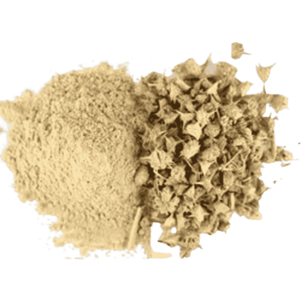 Tribulus Terrestris for testosterone boost and muscle strength