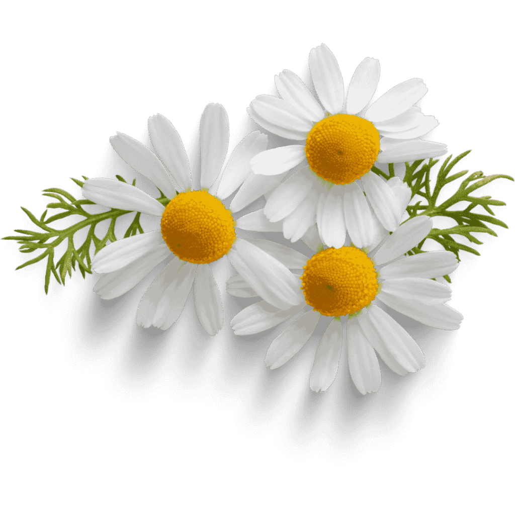 Chamomile for muscle recovery and stress relief in athletes